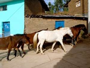 Some gorgeous horses running up the hill in Mollepata, and their owner wasn't far behind them!