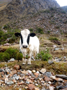 Not much up here, just a cow on top of the mountain